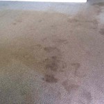 Carpet-stains-Moranbah